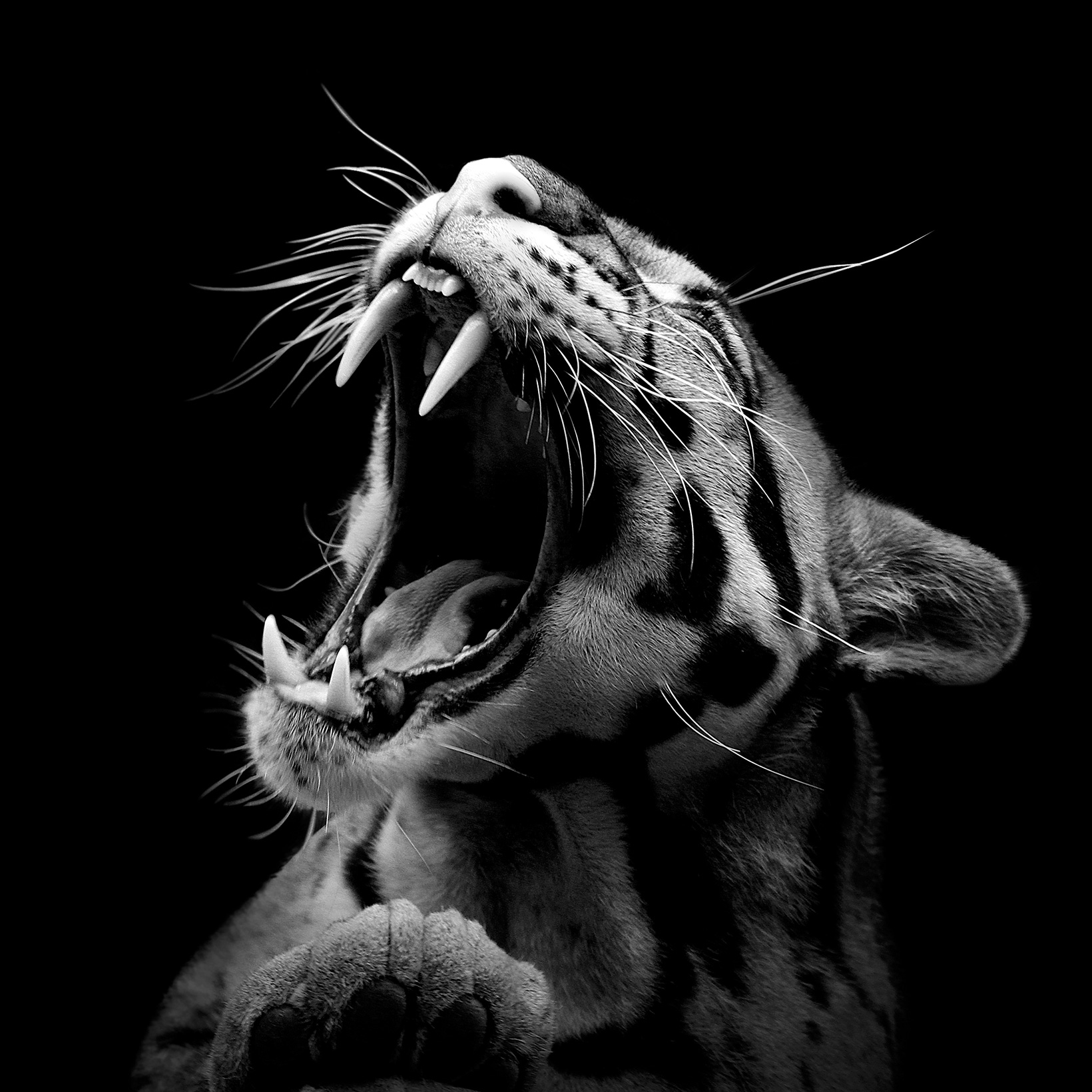 Черно белые звери. Черно белые животные. Тигр на черном фоне. Тигр рычит. Тигр черно белый.